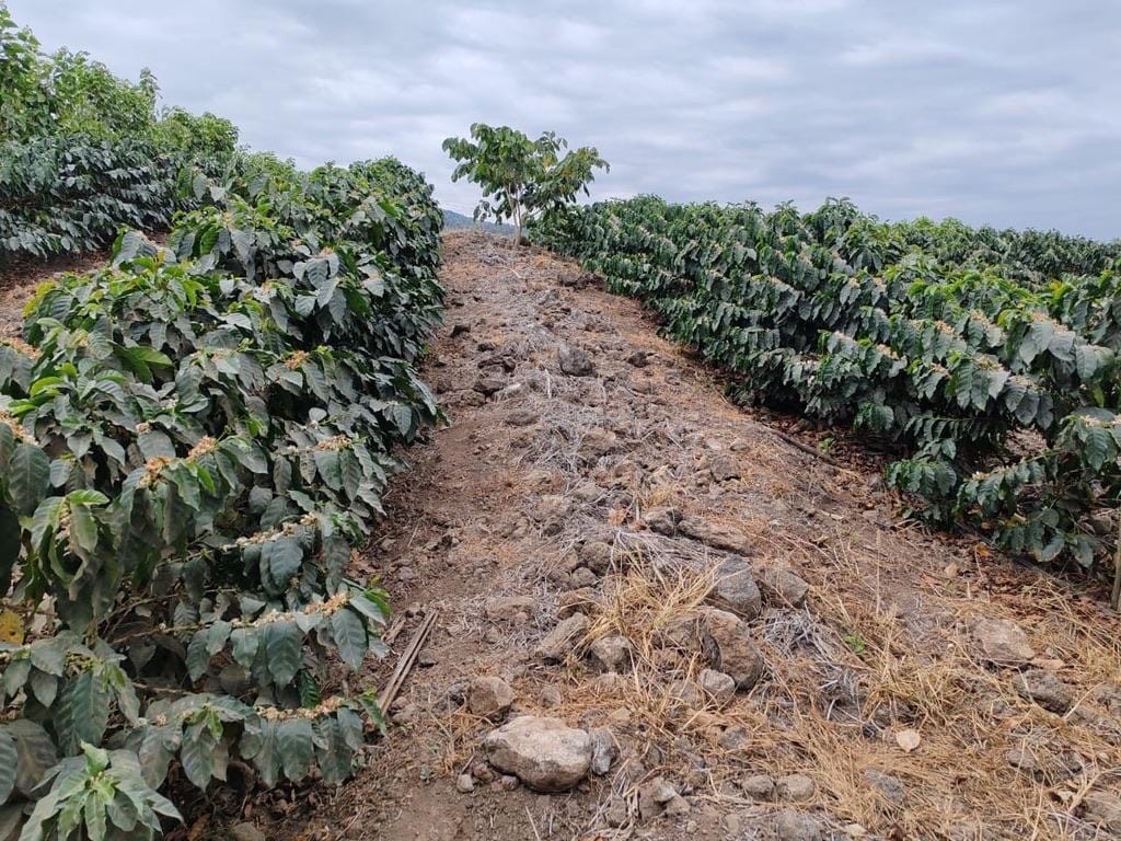 Farma kawy San Gerardo, Gwatemala